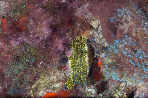 Yellow-violet star snail