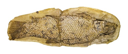 Fossilized fish Notelops brama against white background