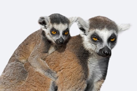 Ring-tailed lemur
