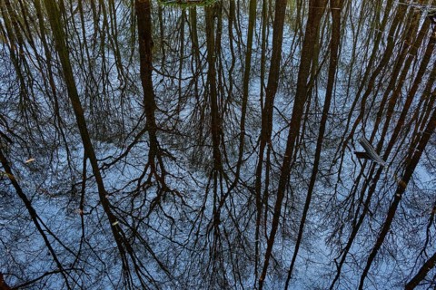 Reflection of tree crowns in a marshy body of water