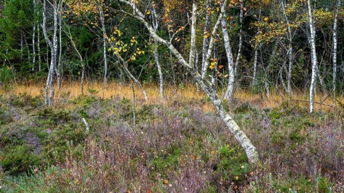Autumn in the Kendlmuehlfilzen high moor