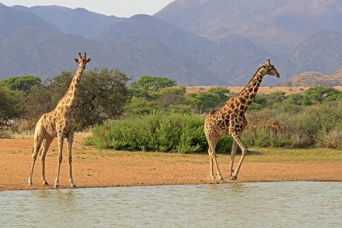 Southern giraffe