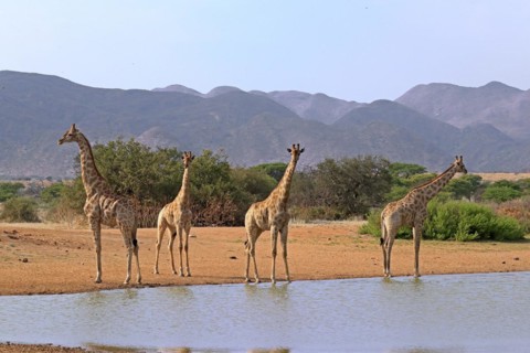 Southern giraffe