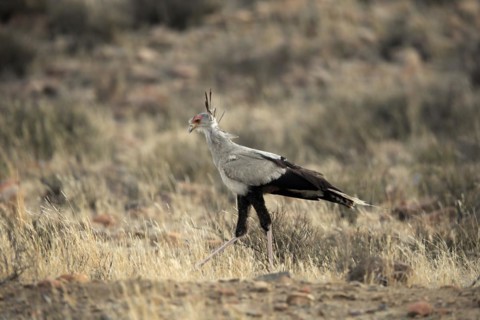 Secretary bird