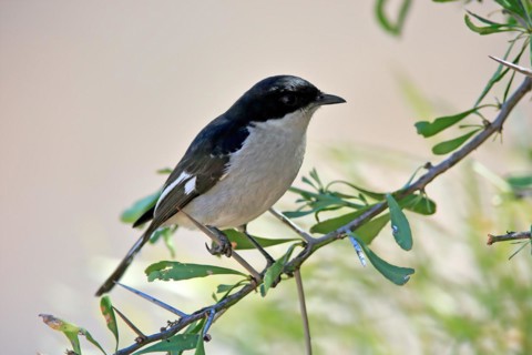 Shrike Flycatcher