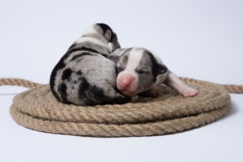 Ten days old puppies of the Welsh Corgi Pembroke