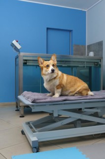 Dog rehabilitation on a water treadmill. animal health