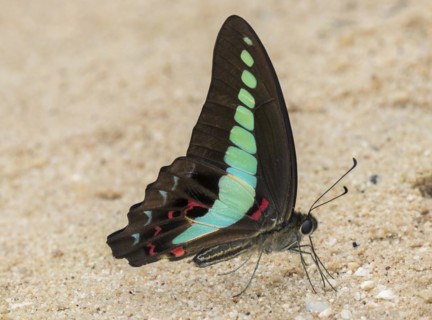 Hummingbird butterfly