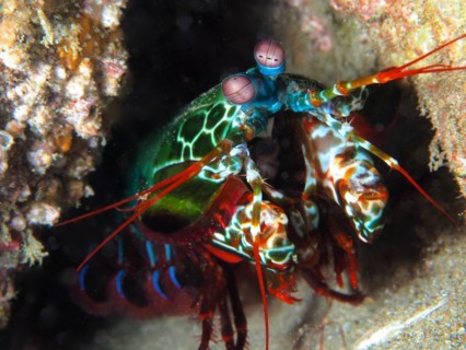 Peacock mantis shrimp
