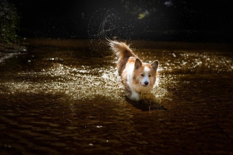 A happy Welsh Corgi Pembroke dog walking across the river wagging its tail. Summer