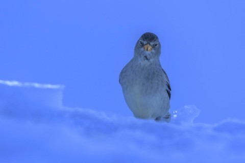 White-winged snowfinch