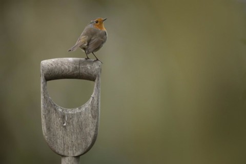 European robin