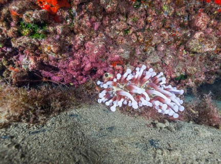 Club-tipped anemone