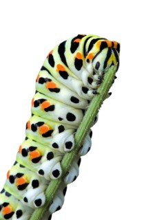 Caterpillar of common yellow swallowtail