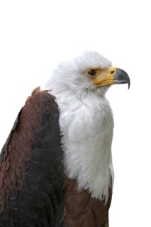Close up of African Fish Eagle