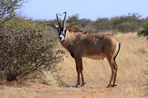 Roan antelope