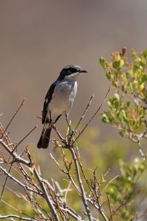 Shrike Flycatcher