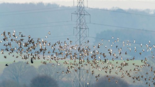 Grey Plover