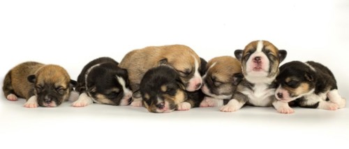 Ten days old puppies of the Welsh Corgi Pembroke