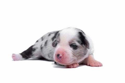 Ten days old excellent puppies of the Welsh Corgi Pembroke