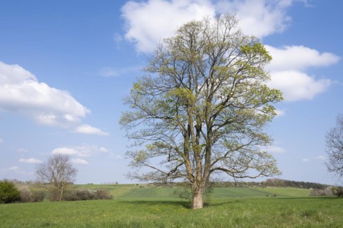 Sycamore maple