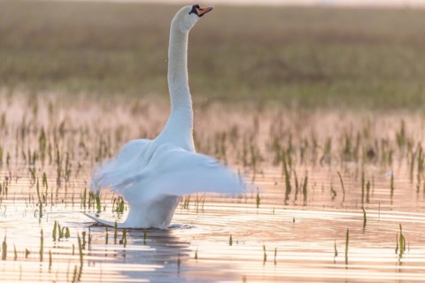 Mute swan