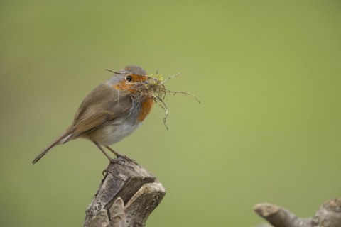 European robin