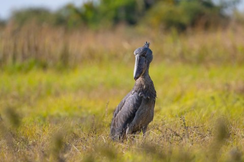 Shoebill
