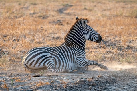 Plains Zebra of the subspecies crawshay's zebra
