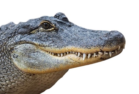 American alligator