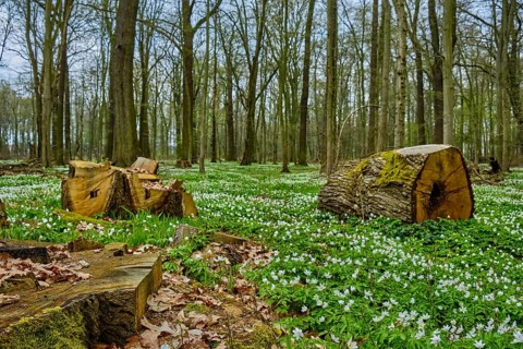 Forest floor full of flowering wood anemones and tree stumps