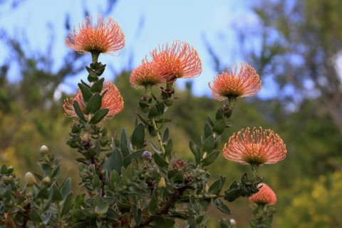 Pincushion Protea