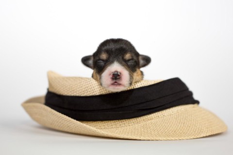 Ten days old puppies of the Welsh Corgi Pembroke