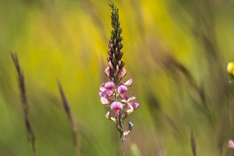 Sainfoin