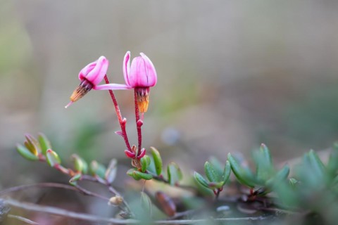 Small cranberry