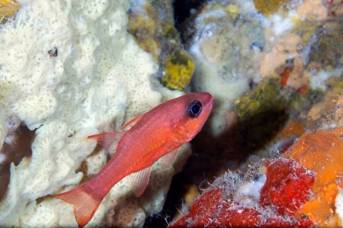 Cardinalfish