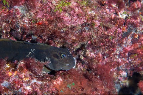 Zebra Blenny
