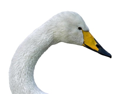Whooper swan