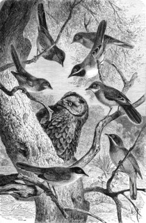 Bird