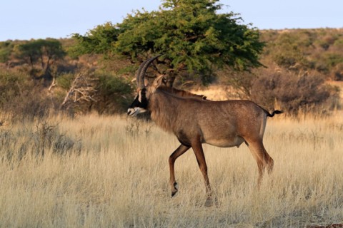 Roan antelope