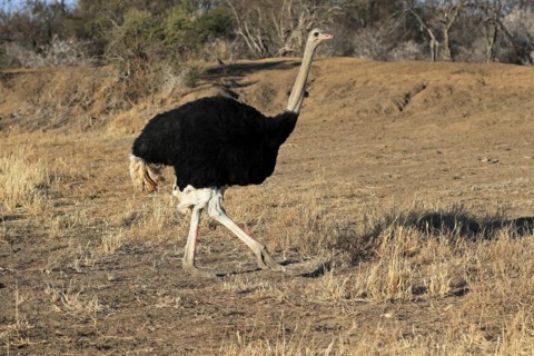 South African ostrich