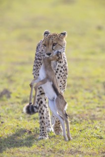 Cheetah