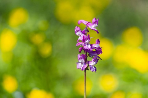 Hollow larkspur