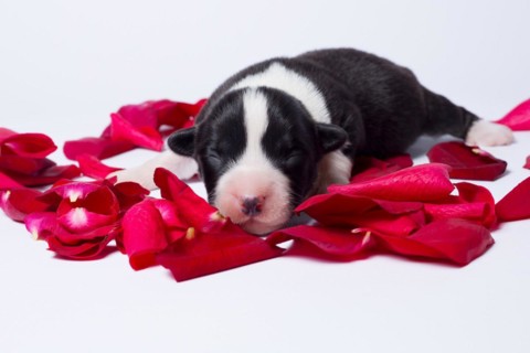 Ten days old puppies of the Welsh Corgi Pembroke
