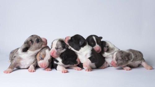 Ten days old excellent puppies of the Welsh Corgi Pembroke