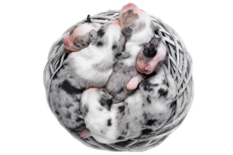 Ten days old excellent puppies of the Welsh Corgi Pembroke