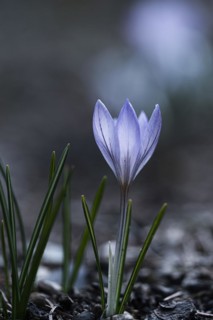 Purple spring crocus