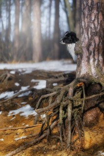 A Border Collie dog poses and shows various tricks in a somewhat wintery setting. Little snow