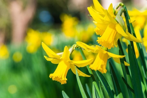 Daffodil