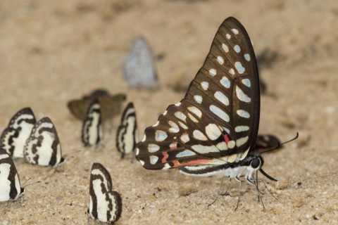 Common jay